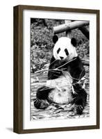 China 10MKm2 Collection - Giant Panda-Philippe Hugonnard-Framed Photographic Print