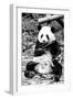 China 10MKm2 Collection - Giant Panda-Philippe Hugonnard-Framed Photographic Print