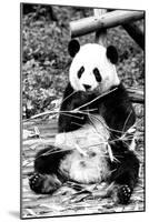 China 10MKm2 Collection - Giant Panda-Philippe Hugonnard-Mounted Photographic Print