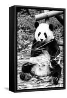 China 10MKm2 Collection - Giant Panda-Philippe Hugonnard-Framed Stretched Canvas