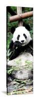 China 10MKm2 Collection - Giant Panda-Philippe Hugonnard-Stretched Canvas