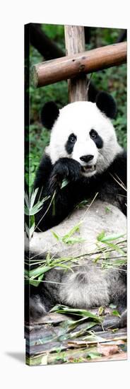 China 10MKm2 Collection - Giant Panda-Philippe Hugonnard-Stretched Canvas