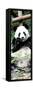 China 10MKm2 Collection - Giant Panda-Philippe Hugonnard-Framed Stretched Canvas