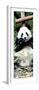 China 10MKm2 Collection - Giant Panda-Philippe Hugonnard-Framed Photographic Print