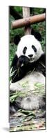 China 10MKm2 Collection - Giant Panda-Philippe Hugonnard-Mounted Photographic Print