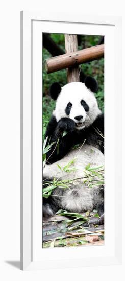 China 10MKm2 Collection - Giant Panda-Philippe Hugonnard-Framed Photographic Print