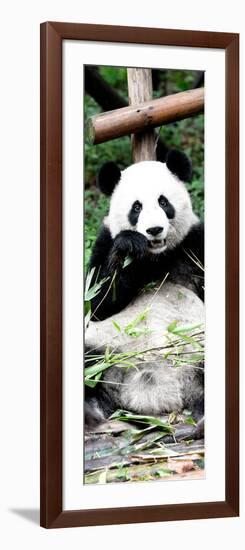 China 10MKm2 Collection - Giant Panda-Philippe Hugonnard-Framed Photographic Print