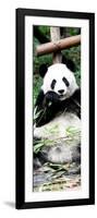 China 10MKm2 Collection - Giant Panda-Philippe Hugonnard-Framed Photographic Print