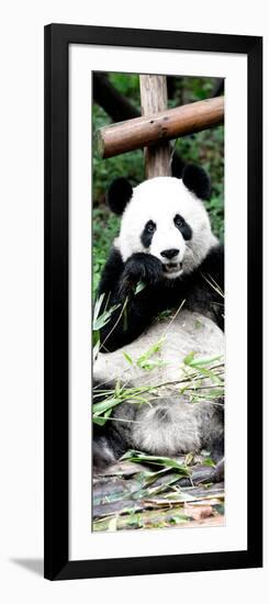 China 10MKm2 Collection - Giant Panda-Philippe Hugonnard-Framed Photographic Print