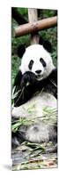 China 10MKm2 Collection - Giant Panda-Philippe Hugonnard-Mounted Photographic Print