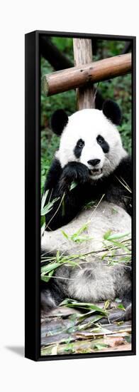 China 10MKm2 Collection - Giant Panda-Philippe Hugonnard-Framed Stretched Canvas