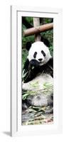 China 10MKm2 Collection - Giant Panda-Philippe Hugonnard-Framed Photographic Print