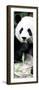 China 10MKm2 Collection - Giant Panda-Philippe Hugonnard-Framed Photographic Print