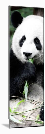 China 10MKm2 Collection - Giant Panda-Philippe Hugonnard-Mounted Photographic Print