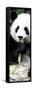 China 10MKm2 Collection - Giant Panda-Philippe Hugonnard-Framed Stretched Canvas