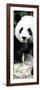 China 10MKm2 Collection - Giant Panda-Philippe Hugonnard-Framed Photographic Print