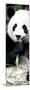 China 10MKm2 Collection - Giant Panda-Philippe Hugonnard-Mounted Photographic Print