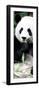 China 10MKm2 Collection - Giant Panda-Philippe Hugonnard-Framed Premium Photographic Print