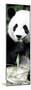 China 10MKm2 Collection - Giant Panda-Philippe Hugonnard-Mounted Premium Photographic Print