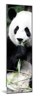 China 10MKm2 Collection - Giant Panda-Philippe Hugonnard-Mounted Photographic Print