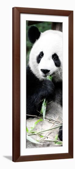 China 10MKm2 Collection - Giant Panda-Philippe Hugonnard-Framed Photographic Print