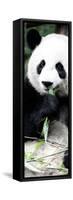 China 10MKm2 Collection - Giant Panda-Philippe Hugonnard-Framed Stretched Canvas