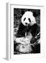 China 10MKm2 Collection - Giant Panda-Philippe Hugonnard-Framed Photographic Print