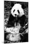 China 10MKm2 Collection - Giant Panda-Philippe Hugonnard-Mounted Photographic Print