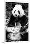 China 10MKm2 Collection - Giant Panda-Philippe Hugonnard-Framed Photographic Print