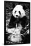 China 10MKm2 Collection - Giant Panda-Philippe Hugonnard-Framed Photographic Print