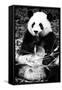 China 10MKm2 Collection - Giant Panda-Philippe Hugonnard-Framed Stretched Canvas