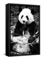 China 10MKm2 Collection - Giant Panda-Philippe Hugonnard-Framed Stretched Canvas