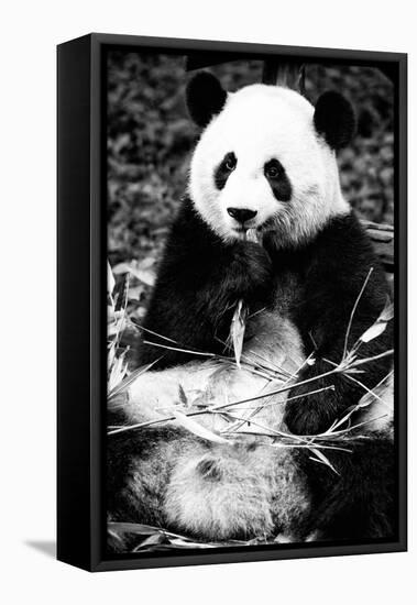 China 10MKm2 Collection - Giant Panda-Philippe Hugonnard-Framed Stretched Canvas