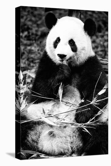 China 10MKm2 Collection - Giant Panda-Philippe Hugonnard-Stretched Canvas