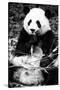 China 10MKm2 Collection - Giant Panda-Philippe Hugonnard-Stretched Canvas