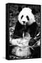 China 10MKm2 Collection - Giant Panda-Philippe Hugonnard-Framed Stretched Canvas