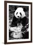 China 10MKm2 Collection - Giant Panda-Philippe Hugonnard-Framed Photographic Print