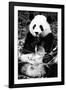 China 10MKm2 Collection - Giant Panda-Philippe Hugonnard-Framed Photographic Print