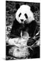 China 10MKm2 Collection - Giant Panda-Philippe Hugonnard-Mounted Photographic Print