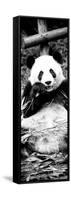 China 10MKm2 Collection - Giant Panda-Philippe Hugonnard-Framed Stretched Canvas