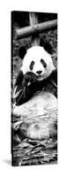 China 10MKm2 Collection - Giant Panda-Philippe Hugonnard-Stretched Canvas