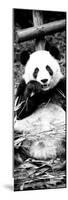 China 10MKm2 Collection - Giant Panda-Philippe Hugonnard-Mounted Photographic Print