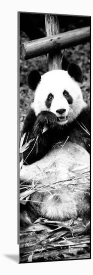 China 10MKm2 Collection - Giant Panda-Philippe Hugonnard-Mounted Photographic Print