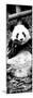 China 10MKm2 Collection - Giant Panda-Philippe Hugonnard-Mounted Photographic Print