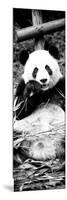 China 10MKm2 Collection - Giant Panda-Philippe Hugonnard-Mounted Photographic Print