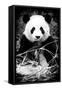 China 10MKm2 Collection - Giant Panda-Philippe Hugonnard-Framed Stretched Canvas