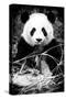 China 10MKm2 Collection - Giant Panda-Philippe Hugonnard-Stretched Canvas