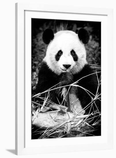 China 10MKm2 Collection - Giant Panda-Philippe Hugonnard-Framed Photographic Print