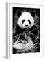 China 10MKm2 Collection - Giant Panda-Philippe Hugonnard-Framed Photographic Print