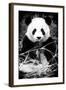 China 10MKm2 Collection - Giant Panda-Philippe Hugonnard-Framed Photographic Print